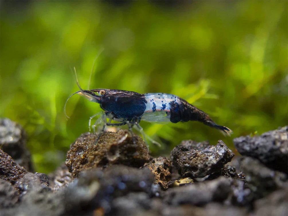 Why Choose Carbon Rili Shrimp Over Other Freshwater Shrimp?