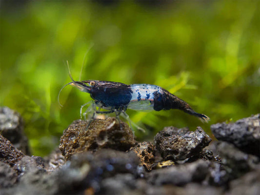 Why Choose Carbon Rili Shrimp Over Other Freshwater Shrimp?