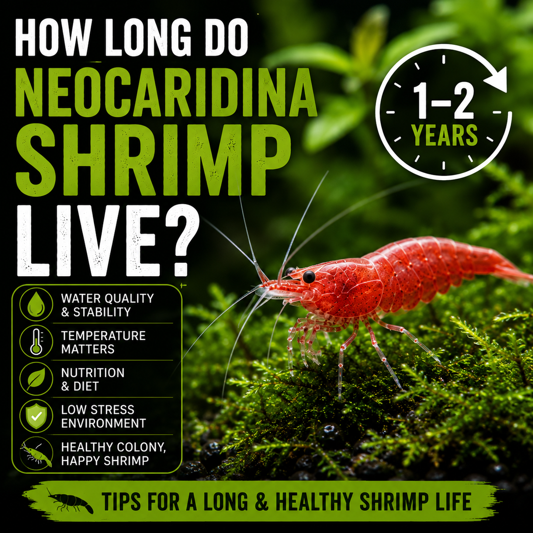 Red Neocaridina shrimp in a planted freshwater aquarium illustrating a typical 1–2 year lifespan and factors that support long-term shrimp health.
