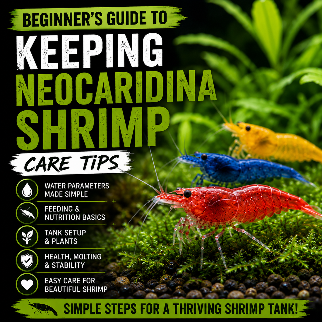 Colorful red, blue, and yellow Neocaridina shrimp in a planted freshwater aquarium illustrating beginner care, feeding, water parameters, tank setup, and healthy shrimp keeping.