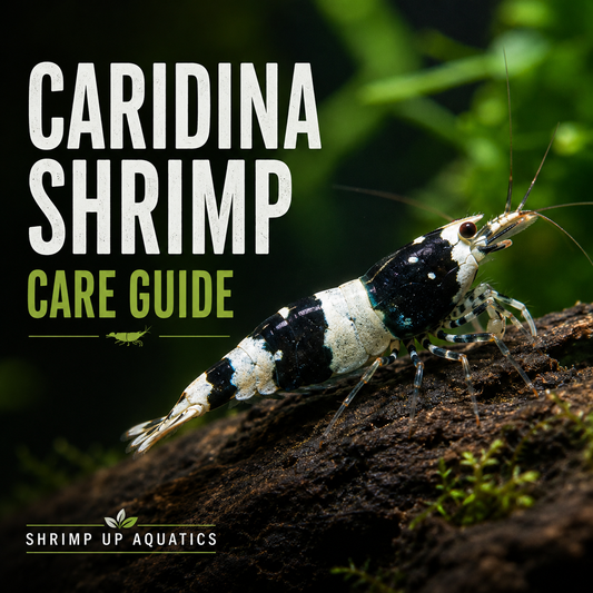 Shadow Panda Caridina shrimp care guide for water parameters, tank setup, feeding, and breeding