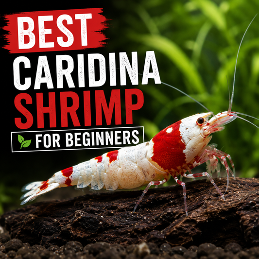 Crystal Red Caridina shrimp featured in a beginner guide to choosing the best Caridina shrimp for freshwater aquariums