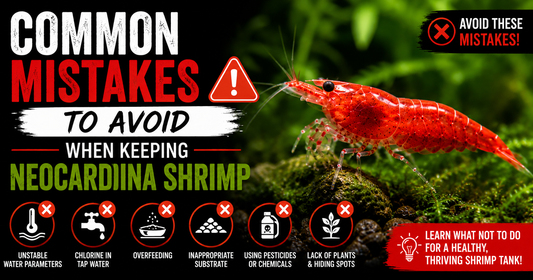 Red Neocaridina shrimp in a planted freshwater aquarium highlighting common shrimp-keeping mistakes, including unstable water parameters, overfeeding, chlorine, chemicals, and lack of hiding places.