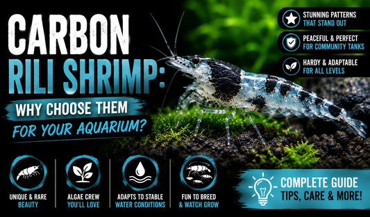 Carbon Rili Neocaridina shrimp with black and transparent markings in a planted freshwater aquarium, highlighting their unique pattern, easy care, and peaceful nature.