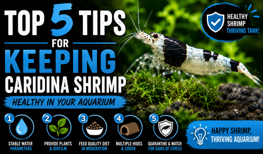 Black and white Caridina shrimp in a planted freshwater aquarium highlighting five tips for healthy shrimp, including stable water parameters, plants, proper feeding, hiding places, and stress prevention.