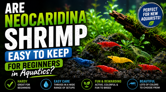 Colorful Neocaridina shrimp in a planted freshwater aquarium highlighting their hardy nature, easy care, and suitability for beginner shrimp keepers.