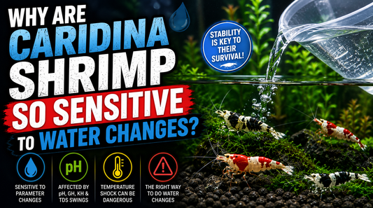 Caridina shrimp in a planted freshwater aquarium during a water change, highlighting their sensitivity to sudden changes in pH, GH, KH, TDS, and temperature.