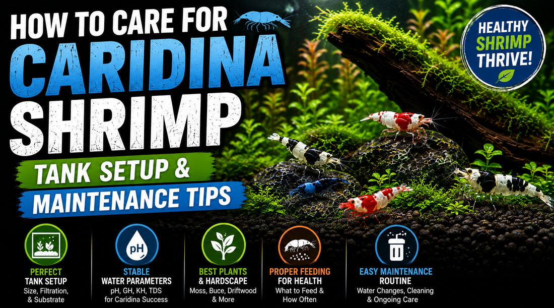 Caridina shrimp in a planted freshwater aquarium highlighting proper tank setup, stable water parameters, plants, feeding, and routine maintenance for healthy shrimp.