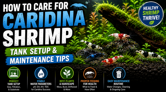 Caridina shrimp in a planted freshwater aquarium highlighting proper tank setup, stable water parameters, plants, feeding, and routine maintenance for healthy shrimp.