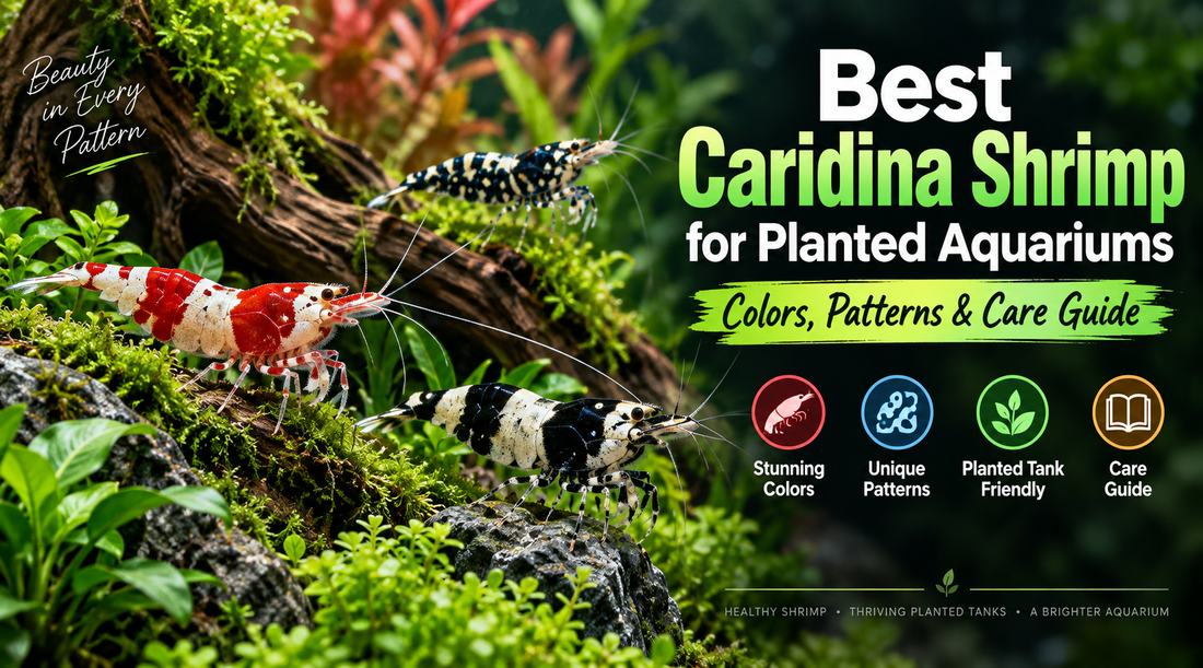 Best Caridina shrimp for planted aquariums featuring red, black, and patterned Caridina shrimp among lush aquatic plants and natural hardscape.