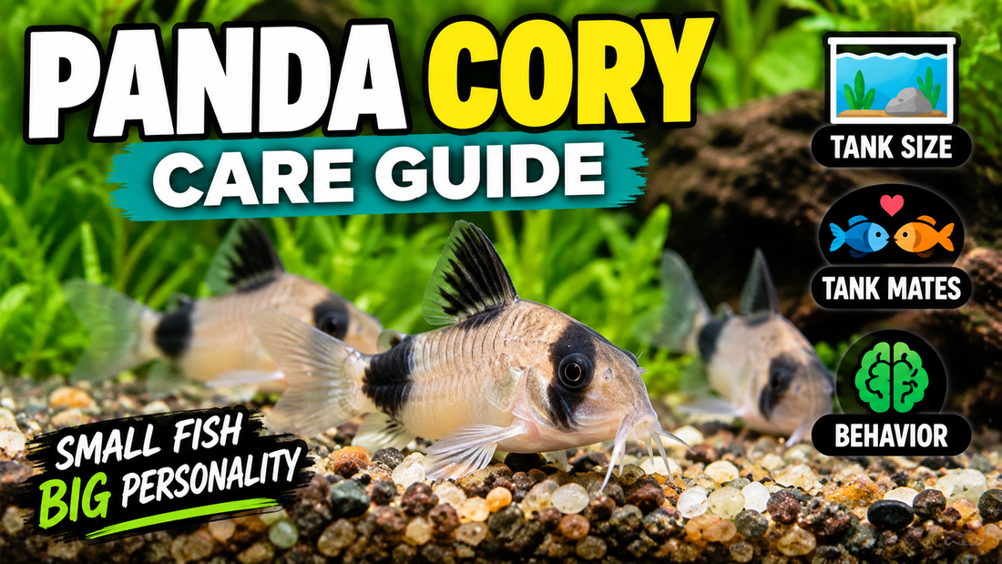 Panda Cory catfish in a planted freshwater aquarium highlighting tank size, compatible tank mates, and natural behavior.