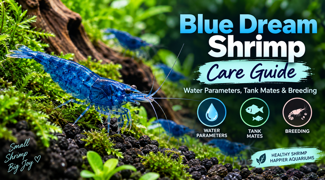 Blue Dream Neocaridina shrimp in a planted freshwater aquarium highlighting water parameters, compatible tank mates, and breeding care.