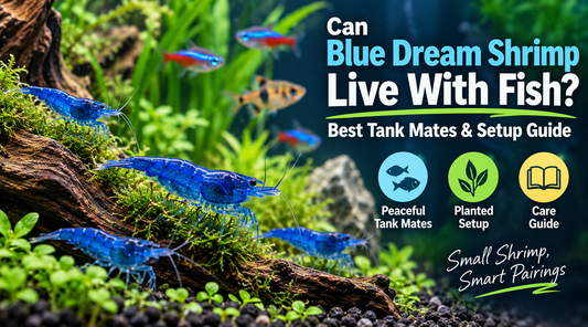 Blue Dream Neocaridina shrimp with peaceful freshwater fish in a planted aquarium, showing suitable tank mates and shrimp-friendly setup.