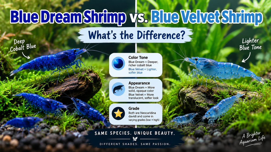 Blue Dream shrimp compared with Blue Velvet shrimp in a planted aquarium, highlighting differences in blue color tone, opacity, and appearance.