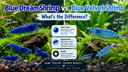 Blue Dream shrimp compared with Blue Velvet shrimp in a planted aquarium, highlighting differences in blue color tone, opacity, and appearance.