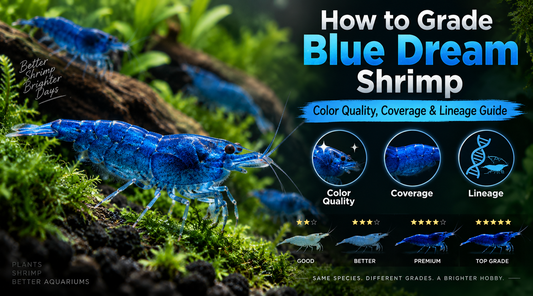 Blue Dream shrimp grading guide showing differences in blue color quality, body coverage, grade, and lineage in a planted freshwater aquarium.