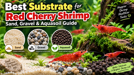Red Cherry shrimp in a planted aquarium comparing sand, gravel, and aquasoil substrates for shrimp tanks.