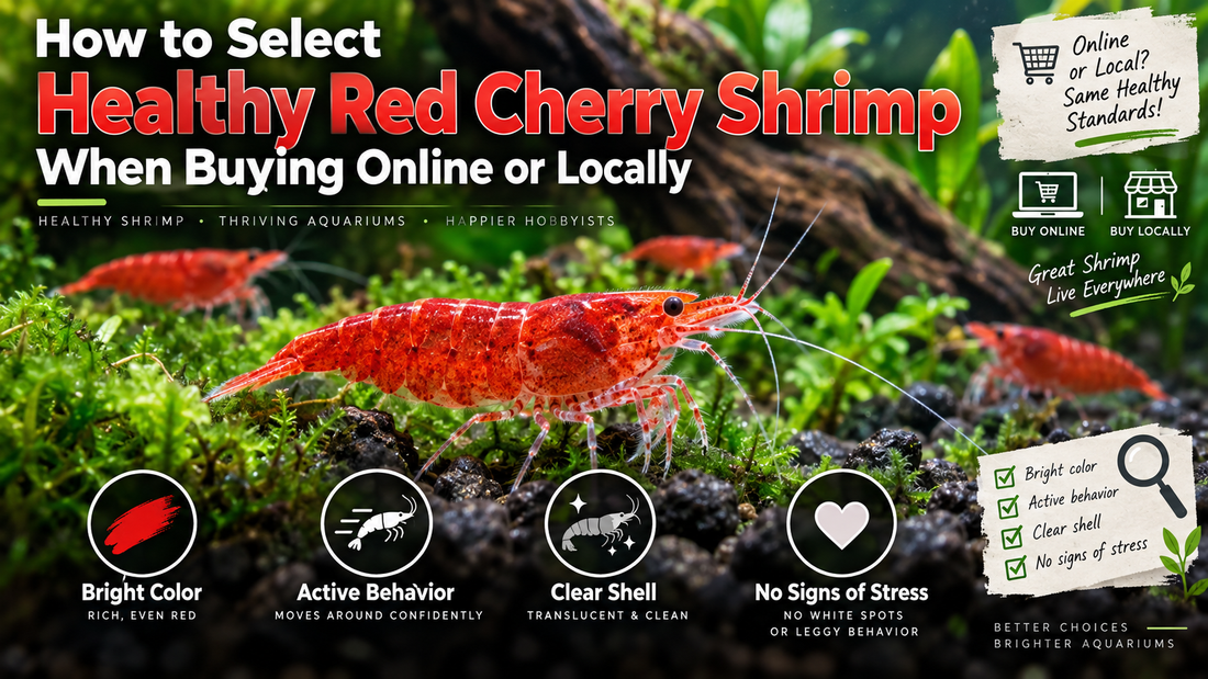 Healthy Red Cherry shrimp in a planted aquarium showing bright coloration, active behavior, clear shells, and no visible signs of stress when selecting shrimp to buy.