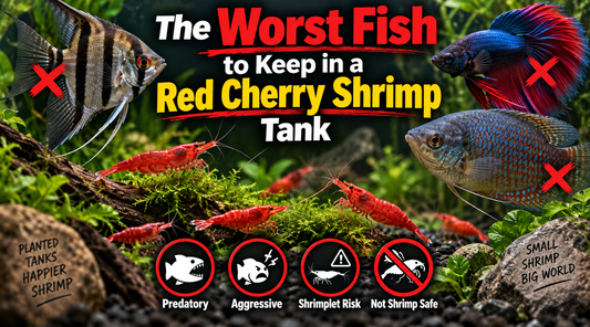 Red Cherry shrimp with aggressive and predatory fish, highlighting unsafe tank mates that may attack adult shrimp or eat baby shrimplets.