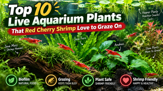 Red Cherry shrimp grazing on Java moss, Java fern, Anubias, and other live aquarium plants in a lush planted tank.