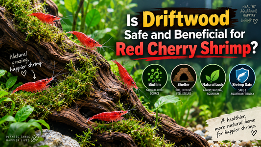 Red Cherry shrimp grazing on driftwood in a planted aquarium, highlighting biofilm, shelter, natural habitat benefits, and shrimp-safe aquascaping.
