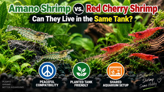 Amano shrimp and Red Cherry shrimp together in a planted aquarium, showing peaceful compatibility and a shared freshwater tank setup.