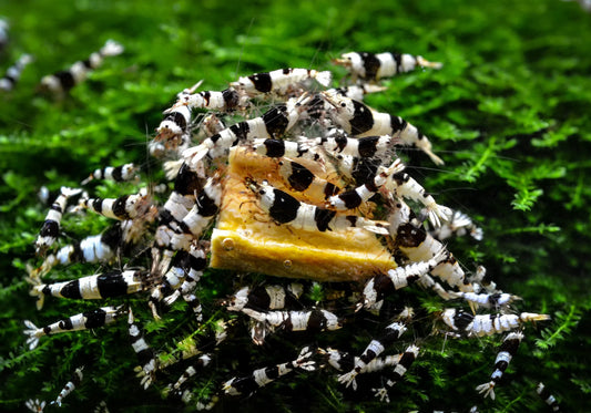 How Do You Take Care of Caridina Shrimp?