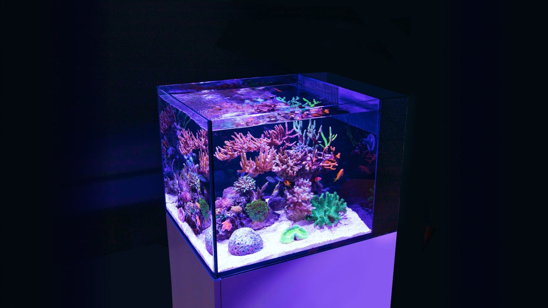 Why Are Nano Fish Perfect for Desktop Aquariums?