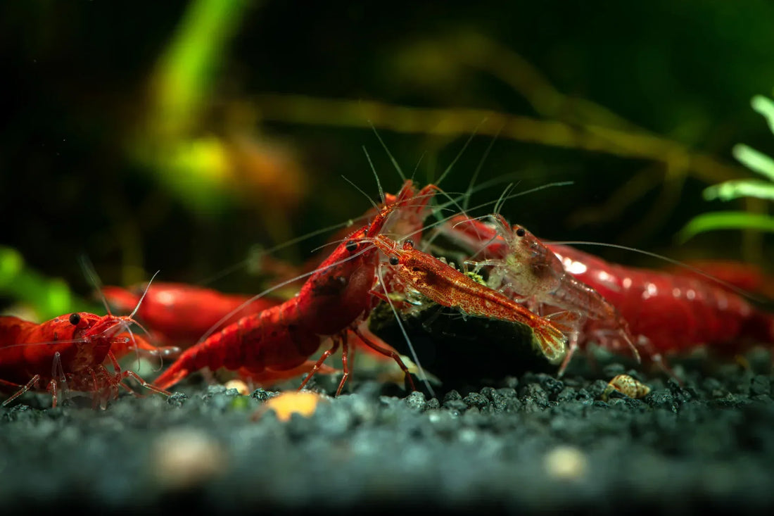 Why Neocaridina Shrimp Are the Perfect Addition to Your Freshwater Tank