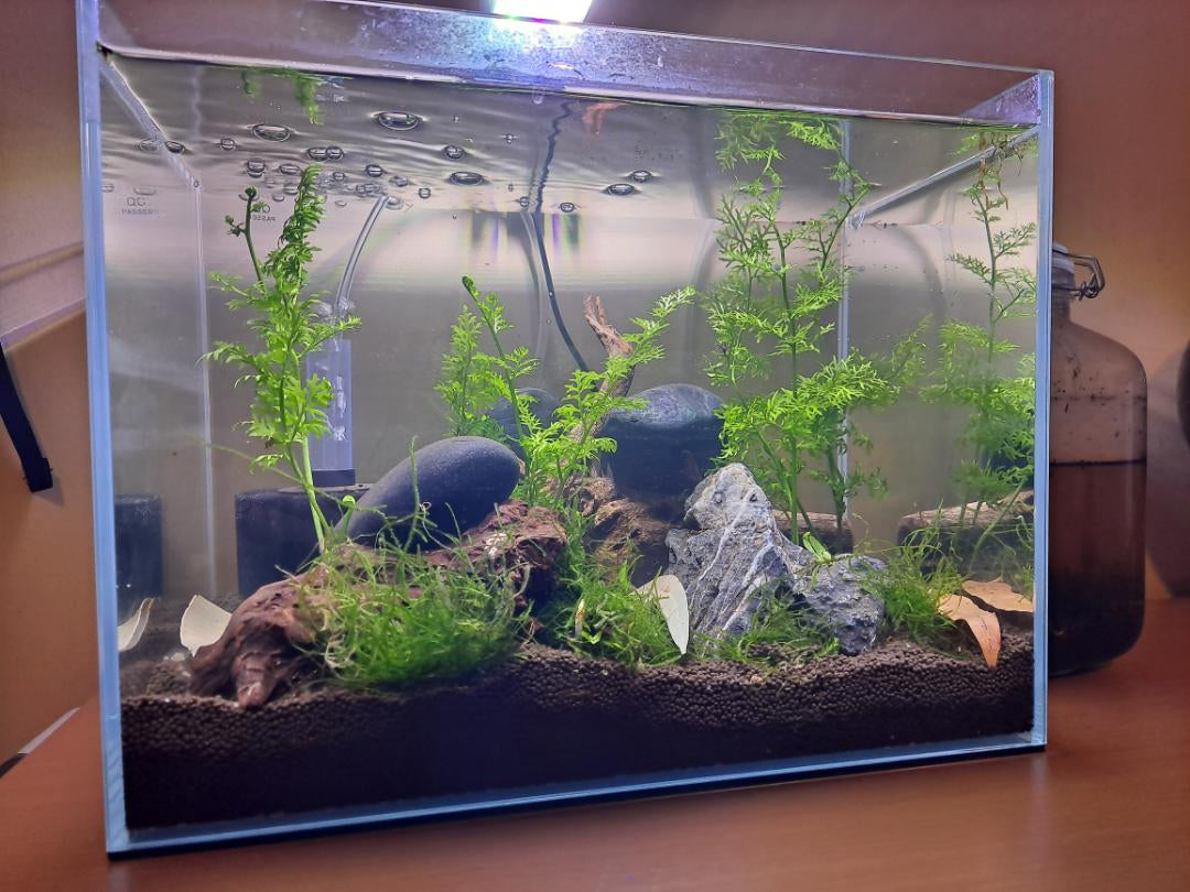 How To Cycle A Neocaridina Shrimp Tank