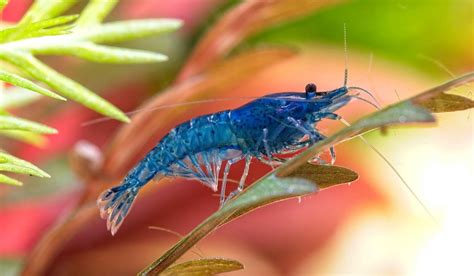 How to Choose Healthy Neocaridina Shrimp: Key Factors to Consider