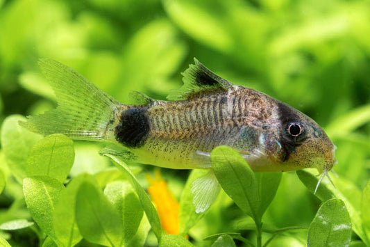 What Makes the Panda Cory Catfish a Perfect Addition to Your Aquarium?