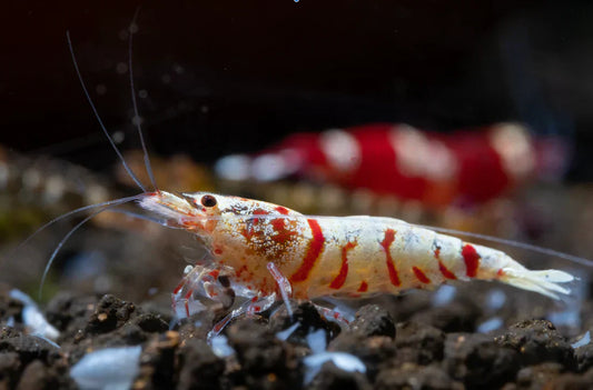 Why Are Caridina Shrimp So Sensitive to Water Changes?