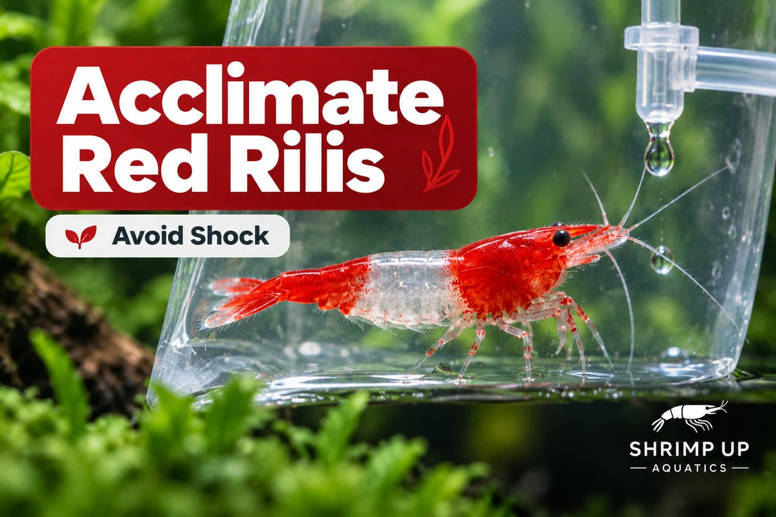 How to acclimate Red Rili Shrimp safely