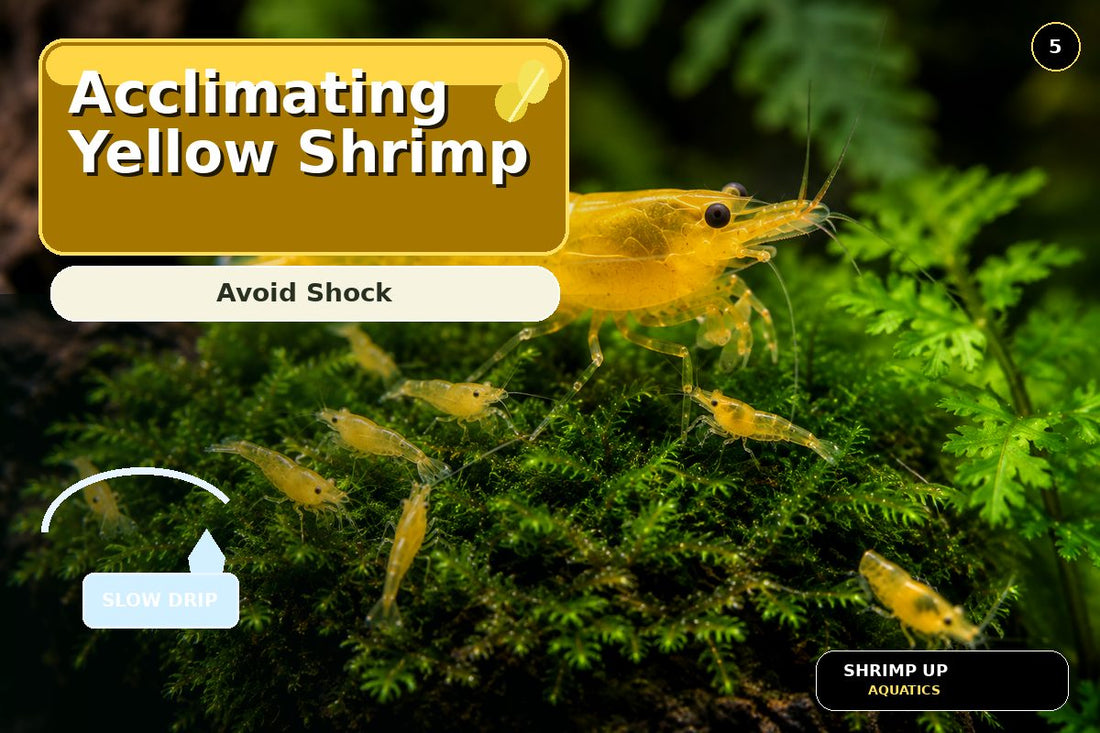 Yellow Golden Back Shrimp acclimation drip method thumbnail