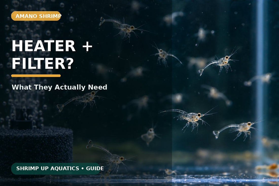 Amano shrimp heater and filter requirements for a freshwater aquarium
