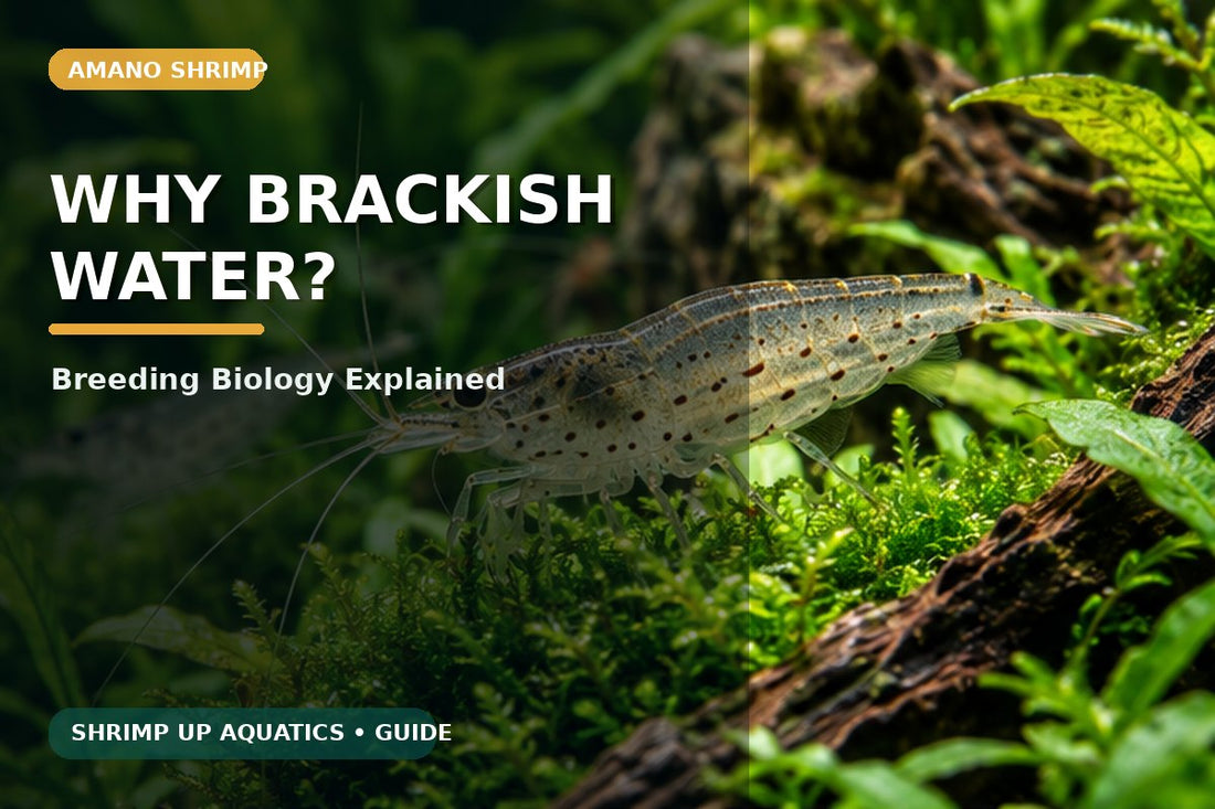 Amano shrimp breeding salinity and brackish water lifecycle guide