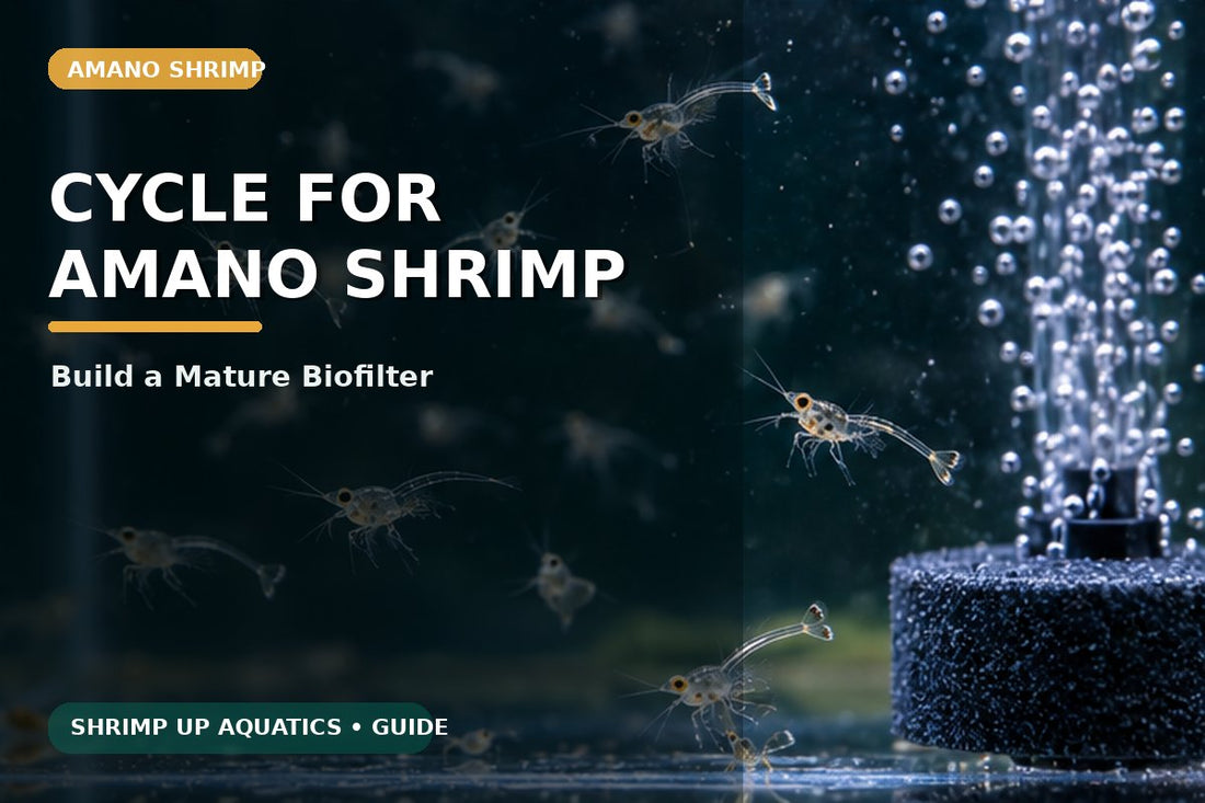 Cycling a mature aquarium for Amano shrimp and algae-eating livestock
