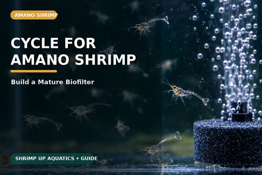 Cycling a mature aquarium for Amano shrimp and algae-eating livestock