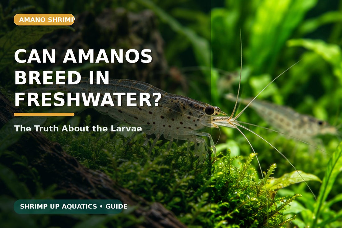 Amano shrimp freshwater breeding myth and larval lifecycle guide