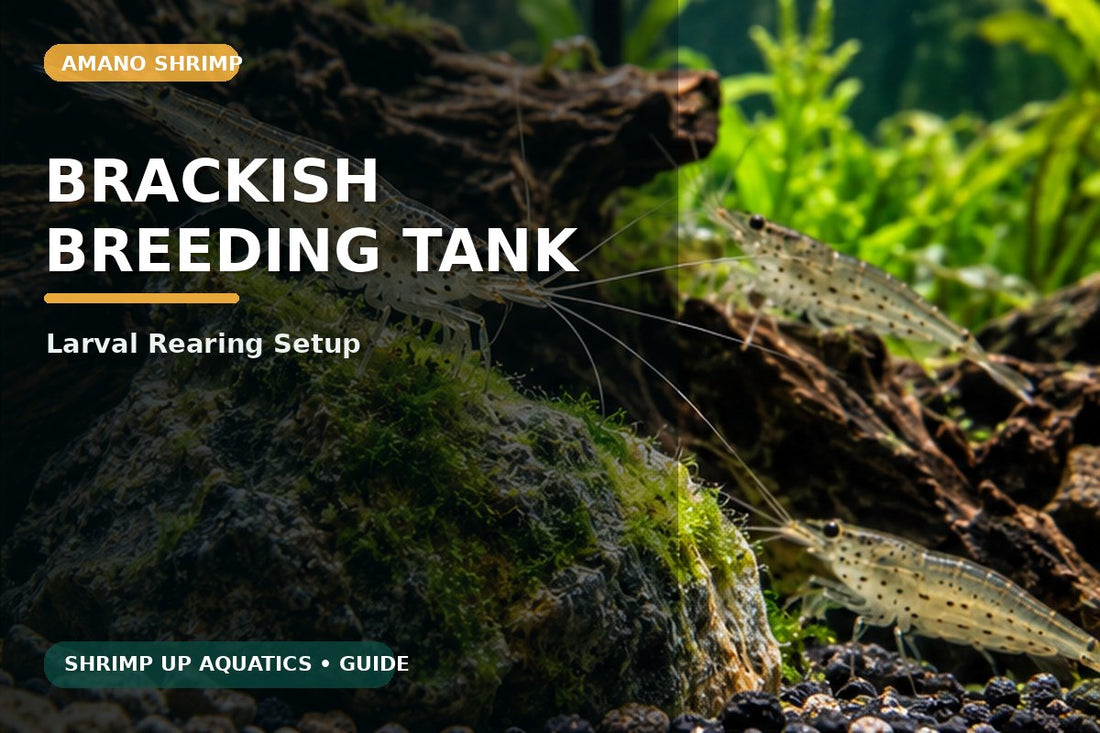 Brackish breeding tank setup for Amano shrimp larvae