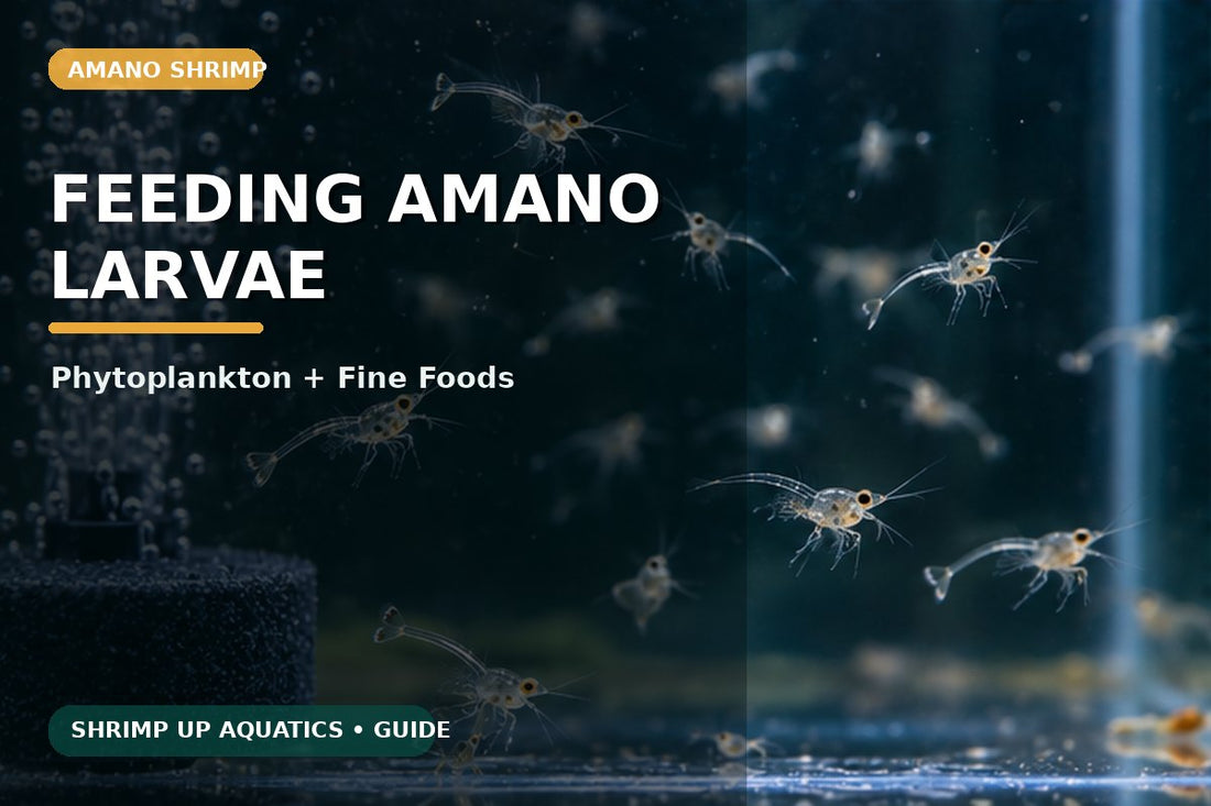 Amano shrimp larval feeding with phytoplankton and fine foods