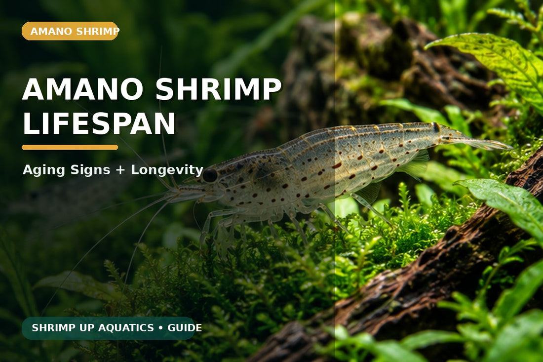 Amano shrimp lifespan and aging signs guide
