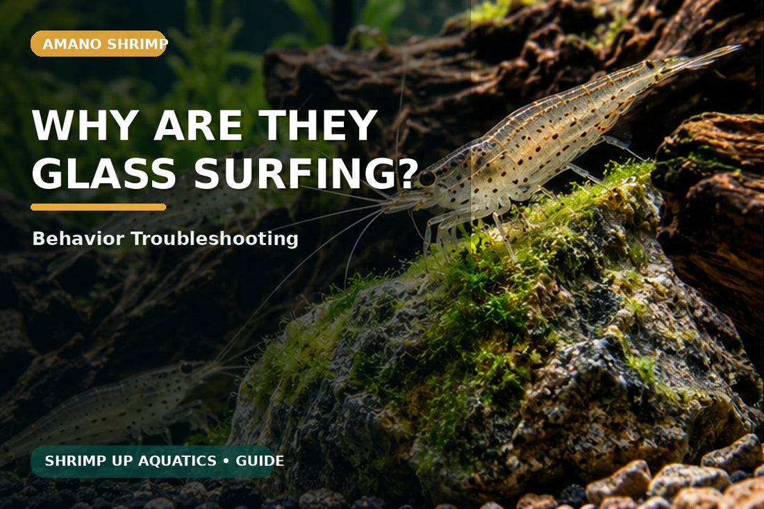 Amano shrimp swimming up and down aquarium glass behavior guide