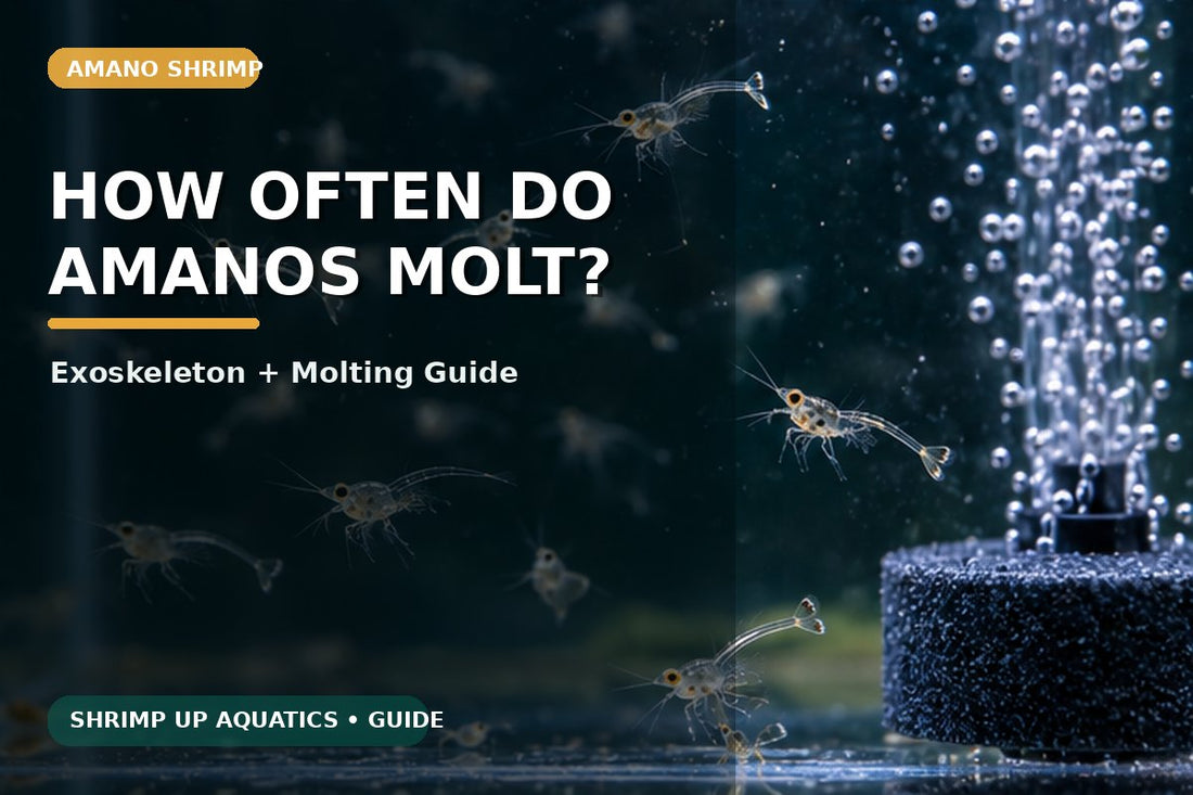 Amano shrimp molting frequency and exoskeleton guide