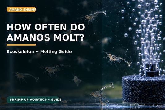 Amano shrimp molting frequency and exoskeleton guide