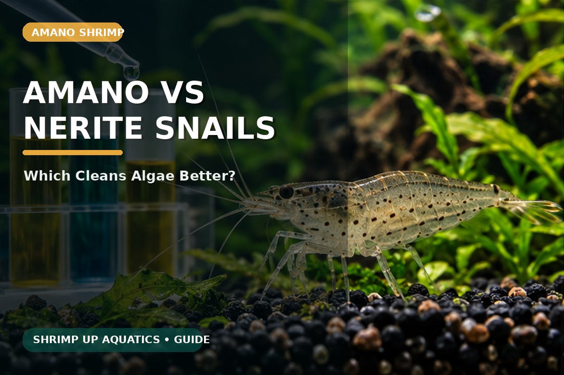 Amano shrimp compared with nerite snails for aquarium algae control