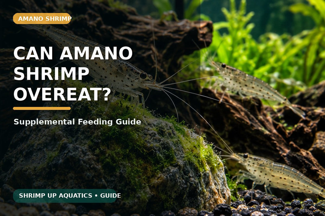 Amano shrimp supplemental feeding and overfeeding guide