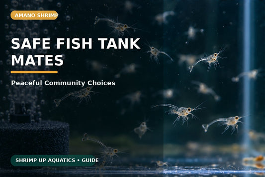 Safe peaceful fish tank mates for large Amano shrimp