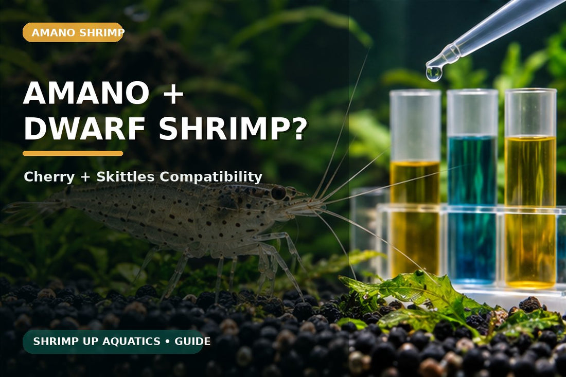 Amano shrimp with cherry shrimp and Skittles Neocaridina compatibility guide